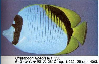 Chaetodon lineolatus